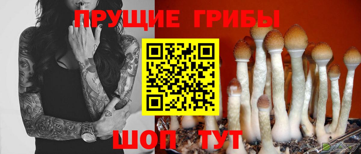 Галлюциногенные грибы Cubensis Дербент